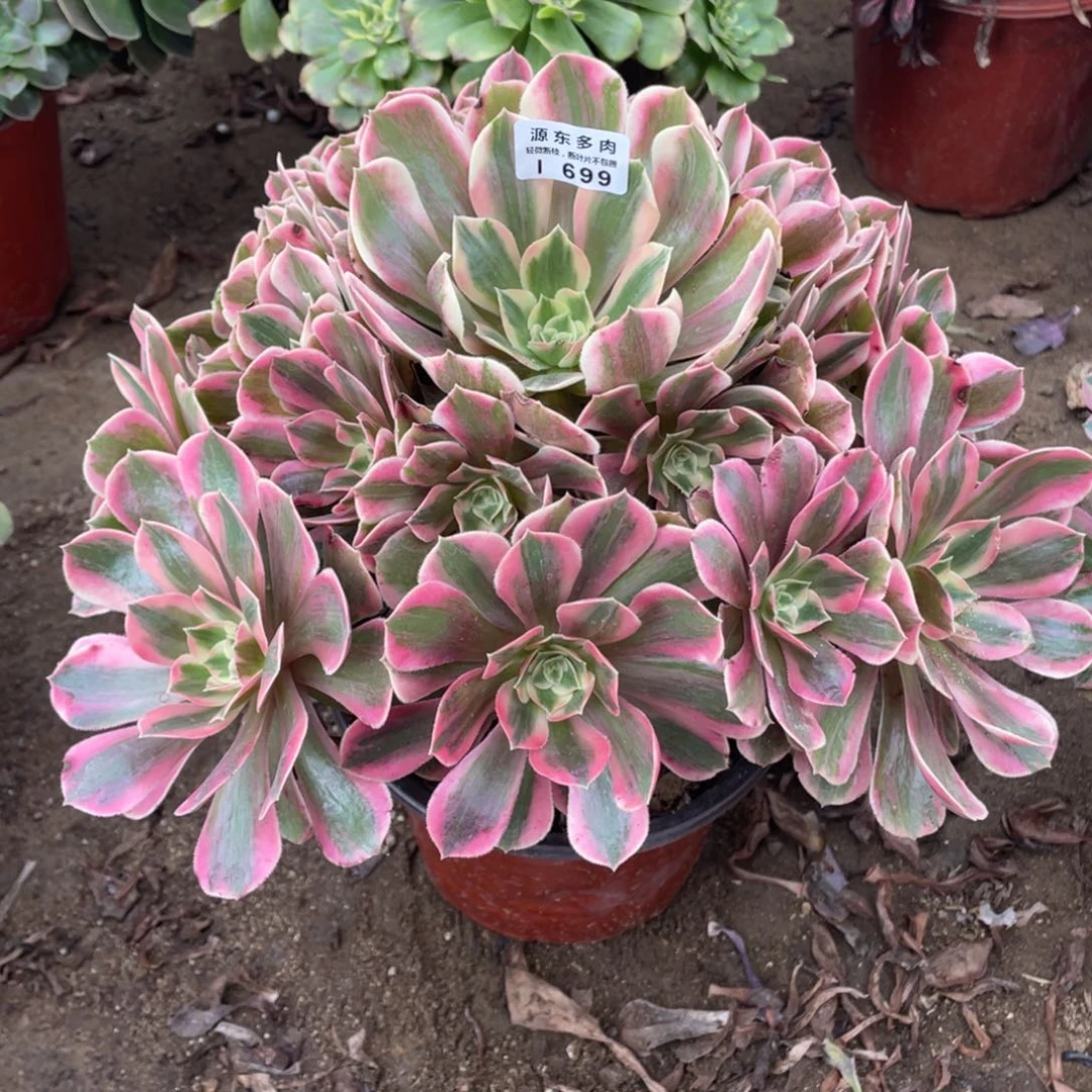 699女妖多肉法师断枝不包