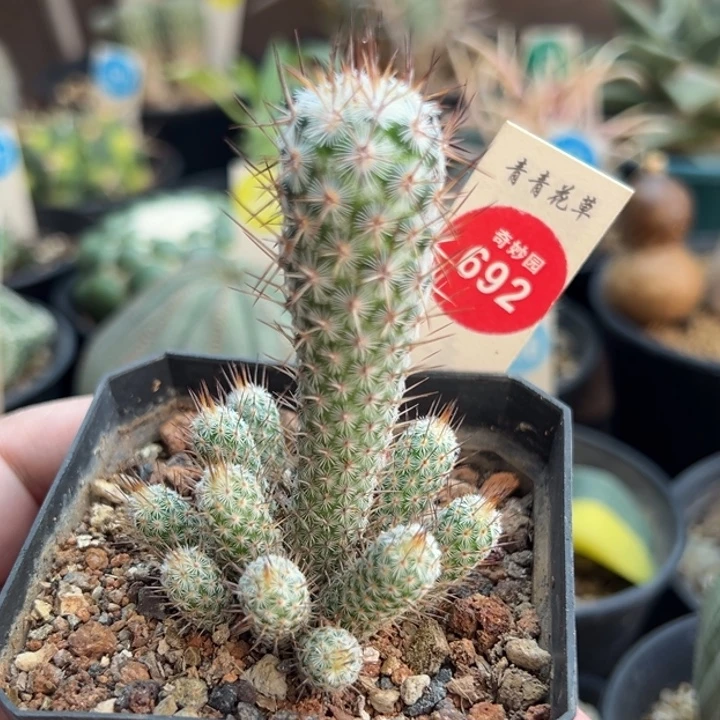 灰狐群一棵仙人球