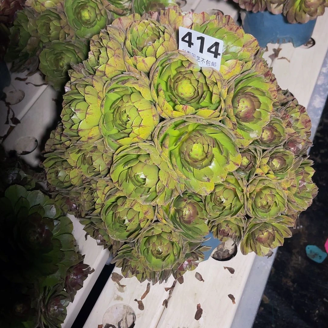 法师法师3–45包邮法师