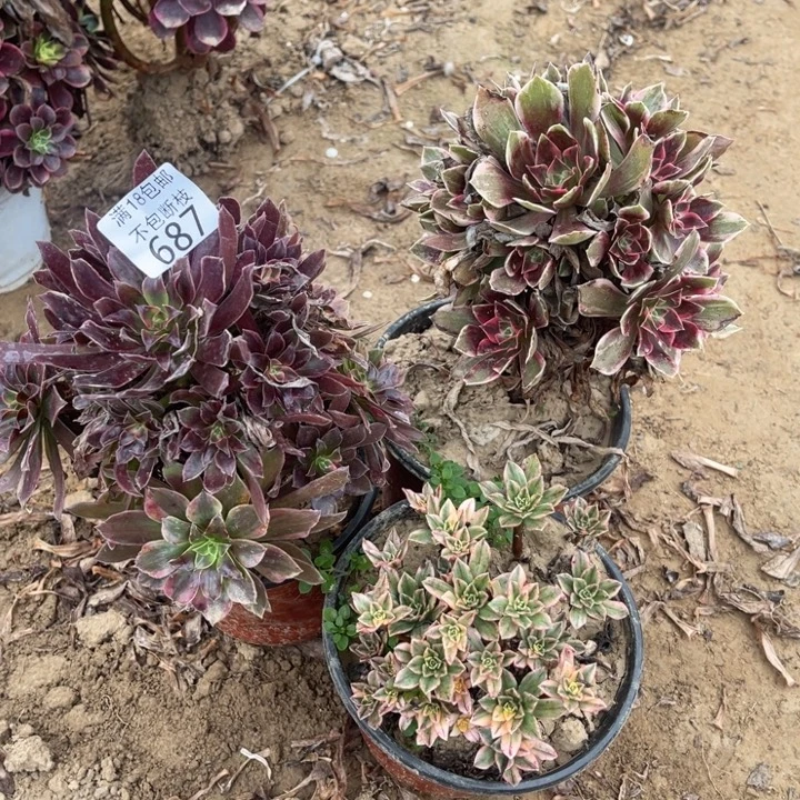 Z***英687浣纱➕甜茶➕蒙娜丽莎2