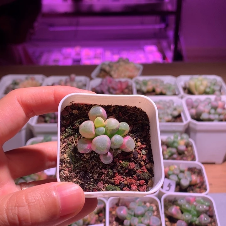 七***白五十铃玉锦成株1棵