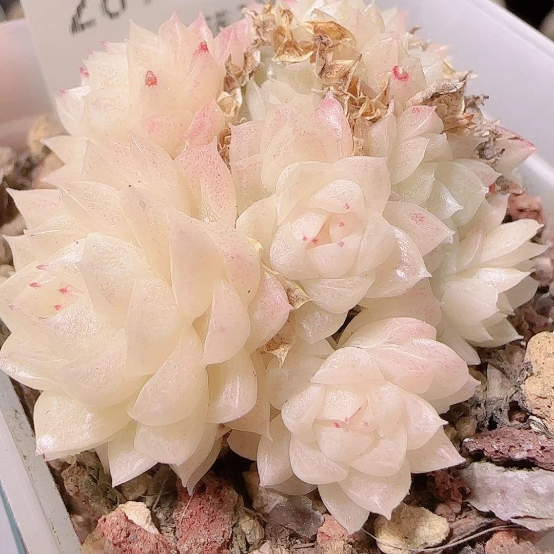 花语逸镜1126-281散