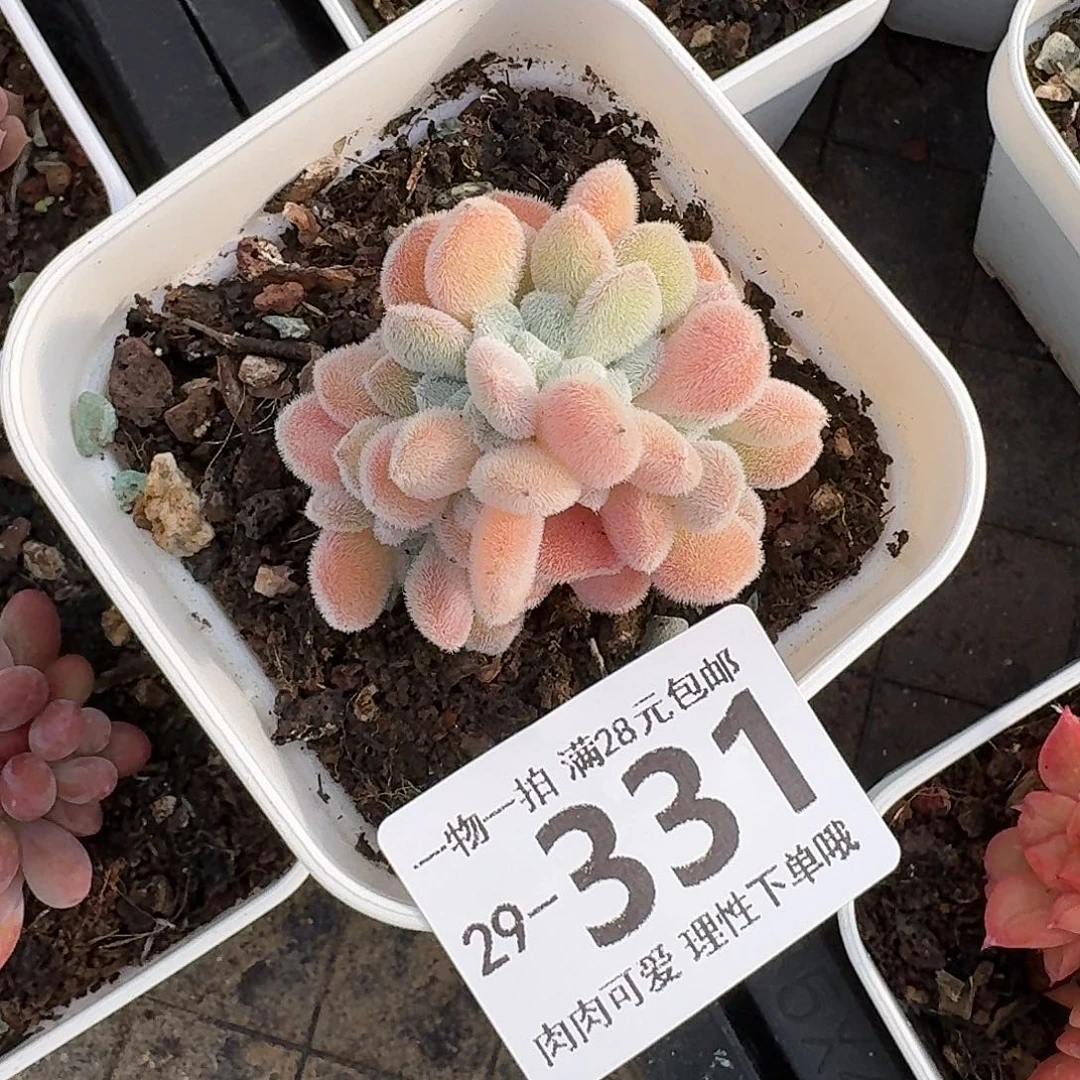 雪晃星缀无盆土发货