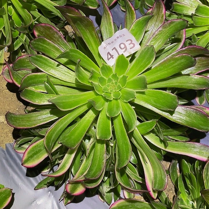 4193天河多肉植物