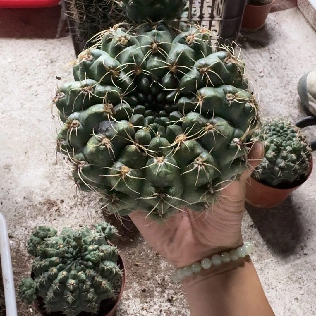 悠****无花朵非花玉哈哈哈哈哈哈哈