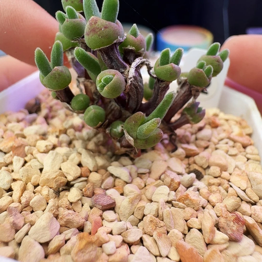 多肉植物福利枝干兔子42