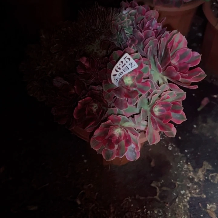 625 缀化多肉植物28包