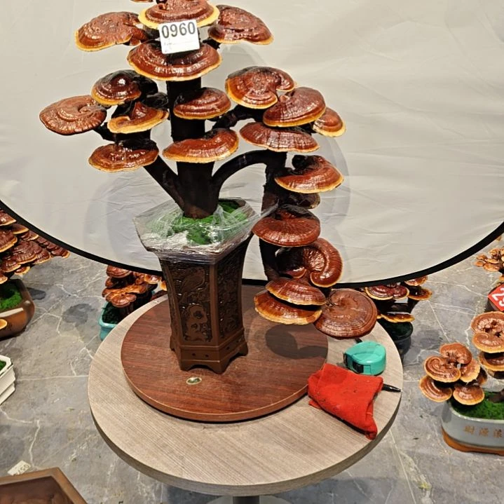 萌**山灵芝盆景高端大气上档次