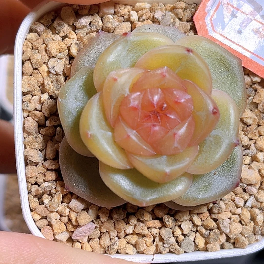 K721 奶沫 满18包邮