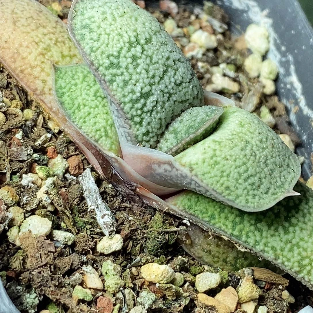 不带盆脱土裸根发货