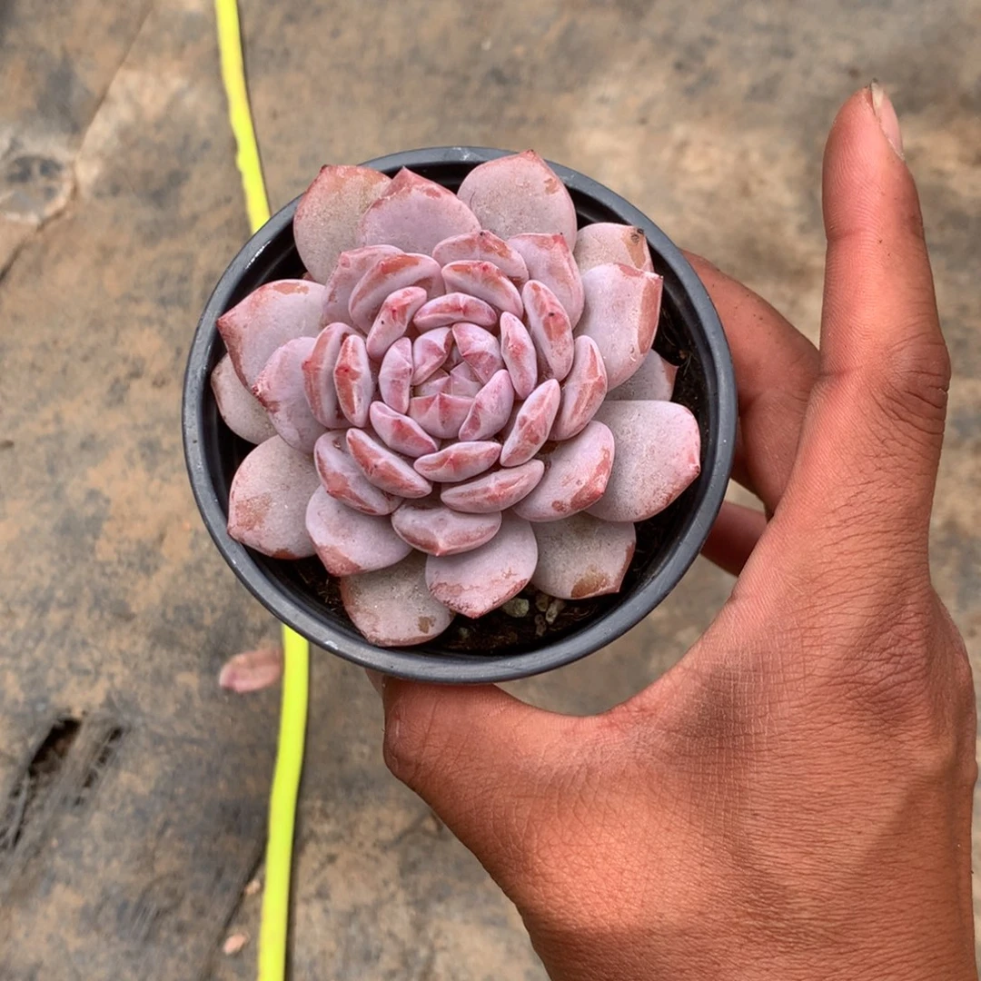 清楚明白你就会觉得他