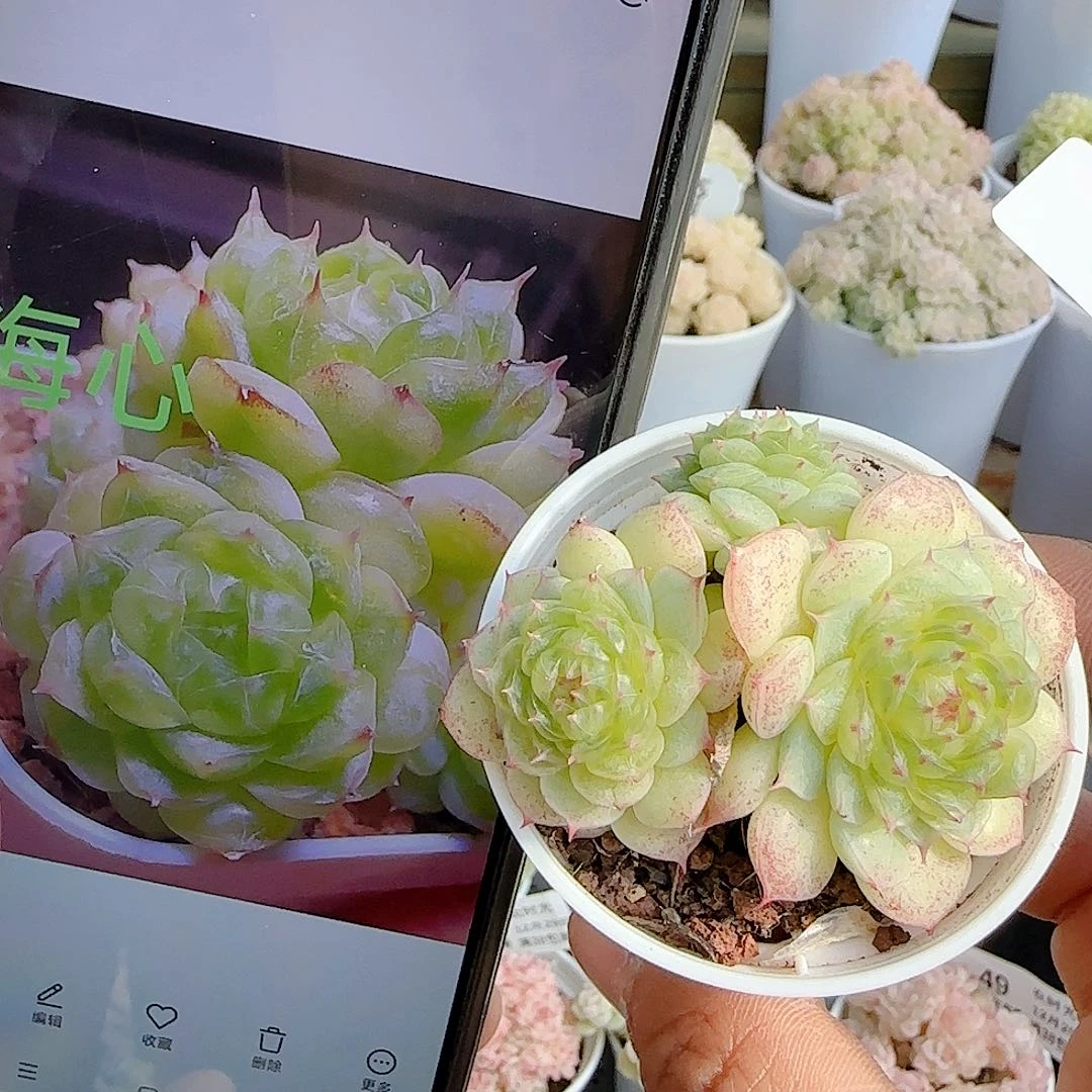 1229-53（海心）优选