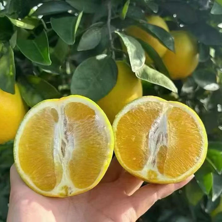 赣南寻乌脐橙试吃装5斤中小果箱脆甜多汁果园现摘现发彩箱