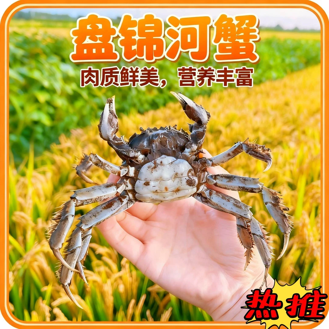 满翼【活蟹】盘锦河蟹 全母蟹1.4-1.7两/只 2.5斤 顺丰包邮