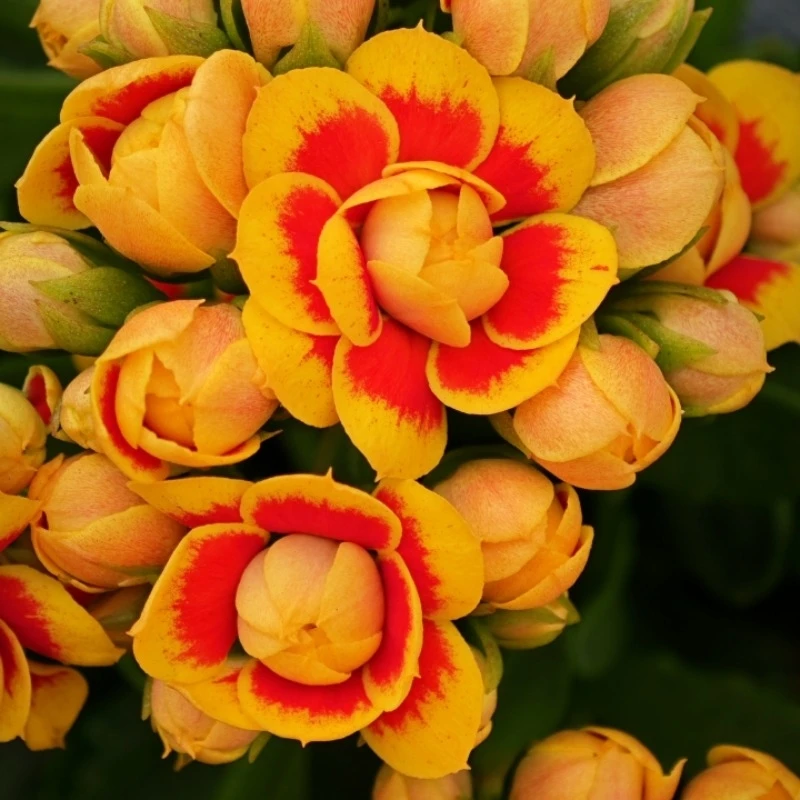 洛桑女神，大花110盆原盆原土