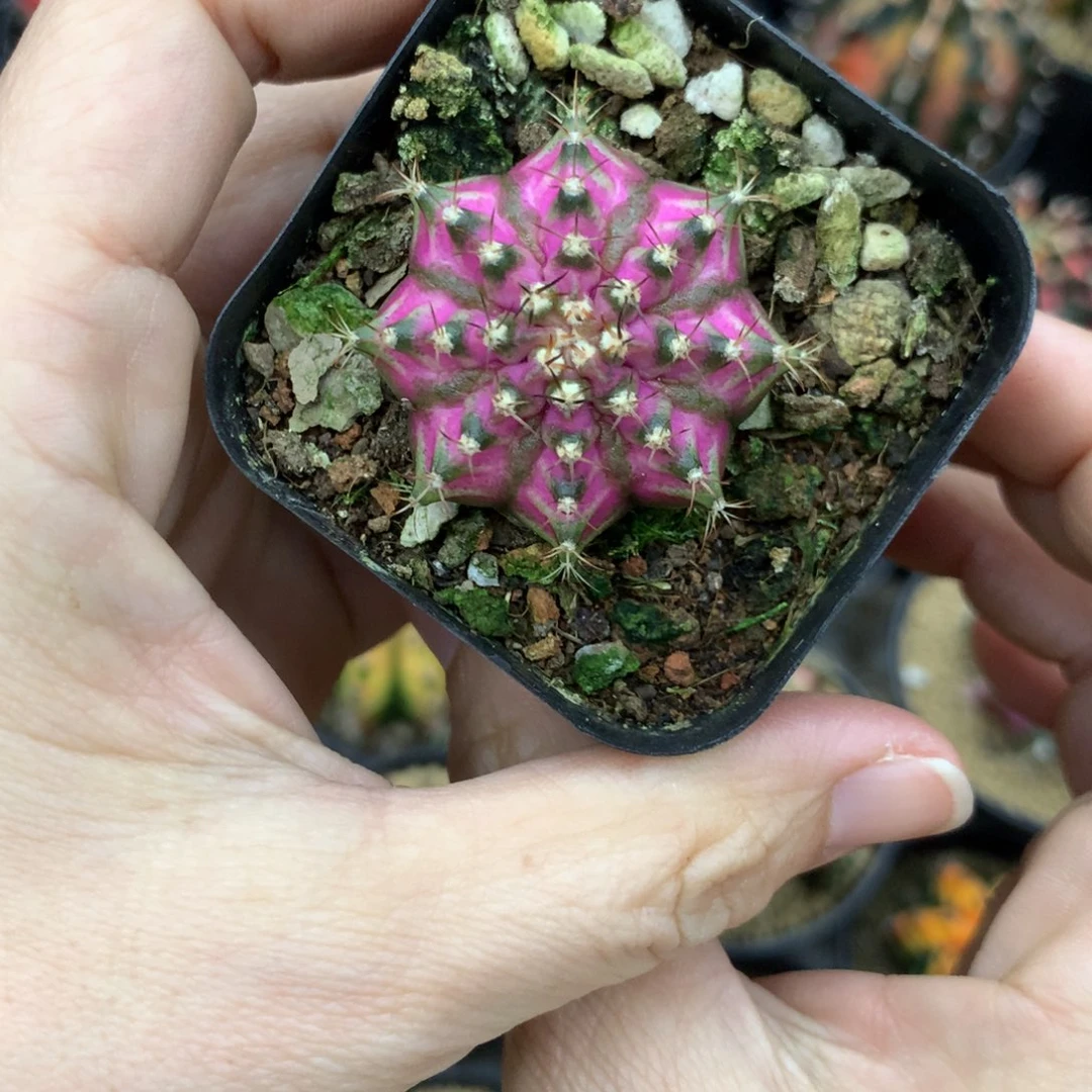 仙人球米哈牡丹锦