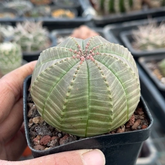 当前无花栽培后可以开花实生斑马纹欧布