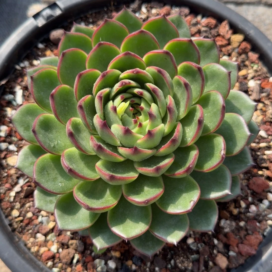 泼天富贵，一物一拍