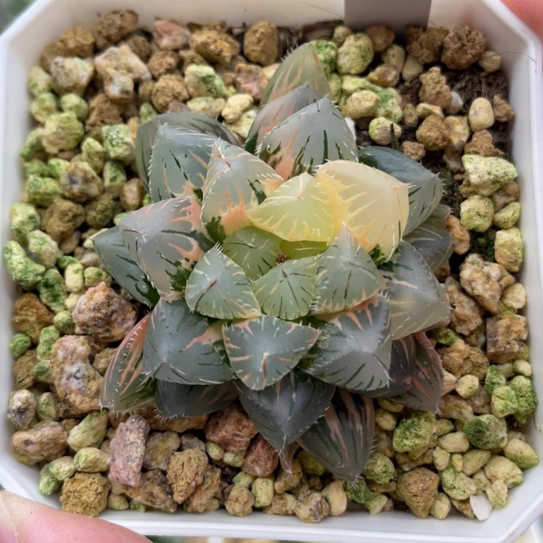 小蔡的菜园87花狐锦