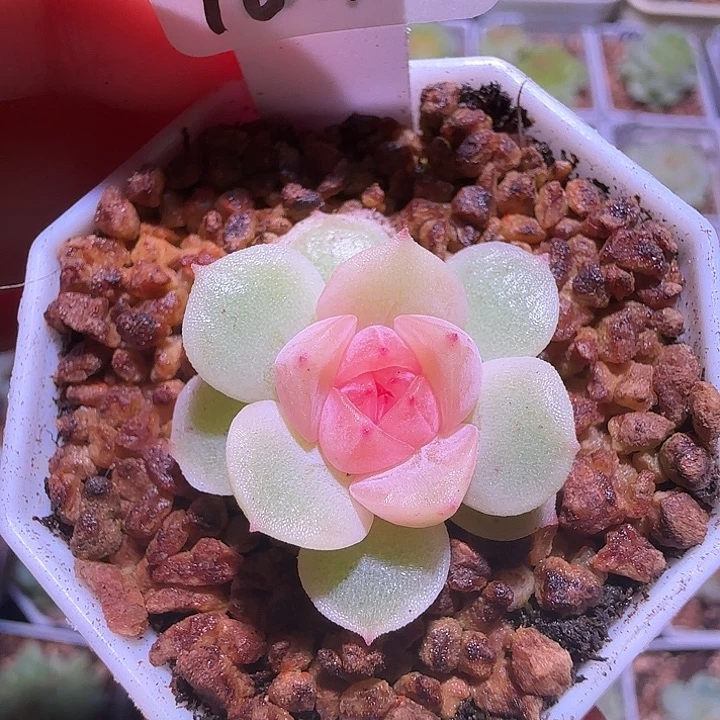 10-1福利宫花冷弦单头