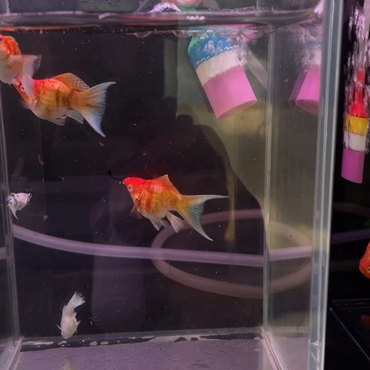 锡***涂精品金虎红头2母一公