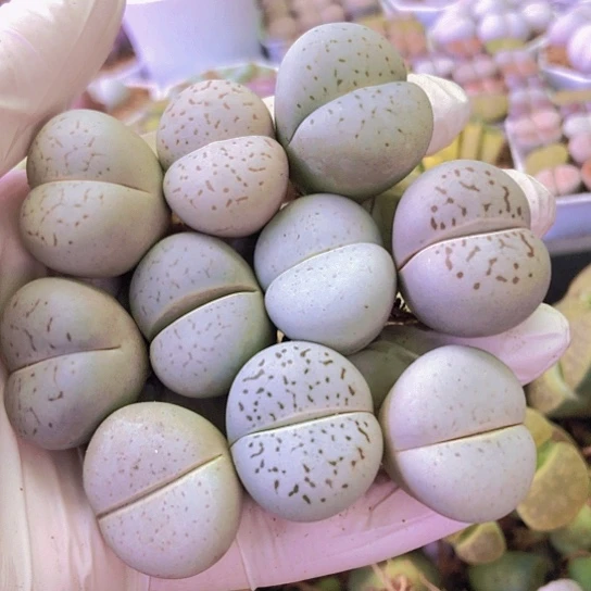 无花朵0351，如图2.4-2.5厘米10颗