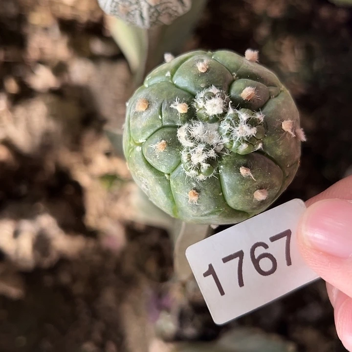 1767号4.4厘米左右三角嫁接龟甲兜
