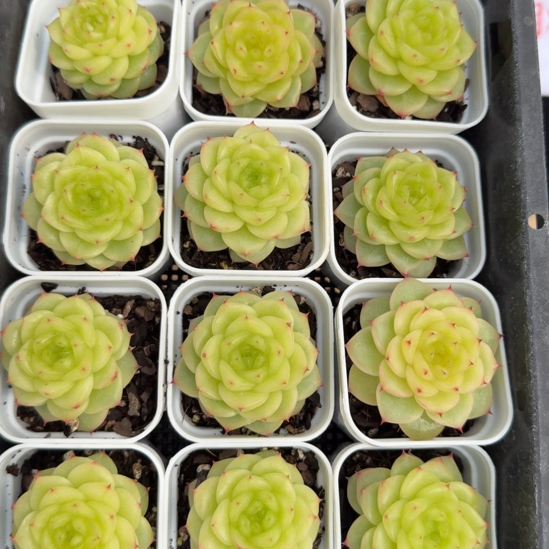 1108-48-杜若珍妮单头量拍