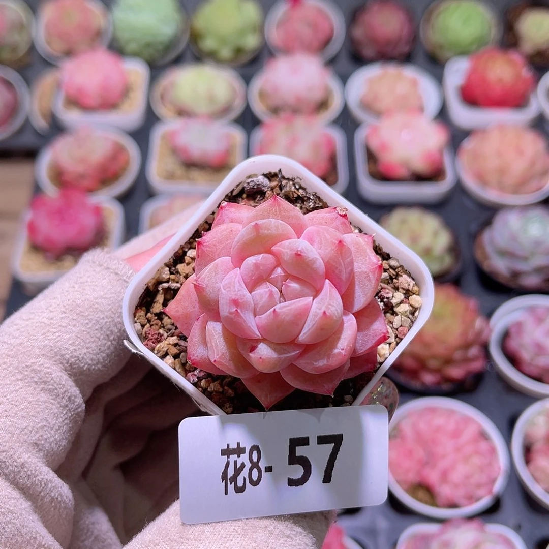 花利美8-57粉钻单头