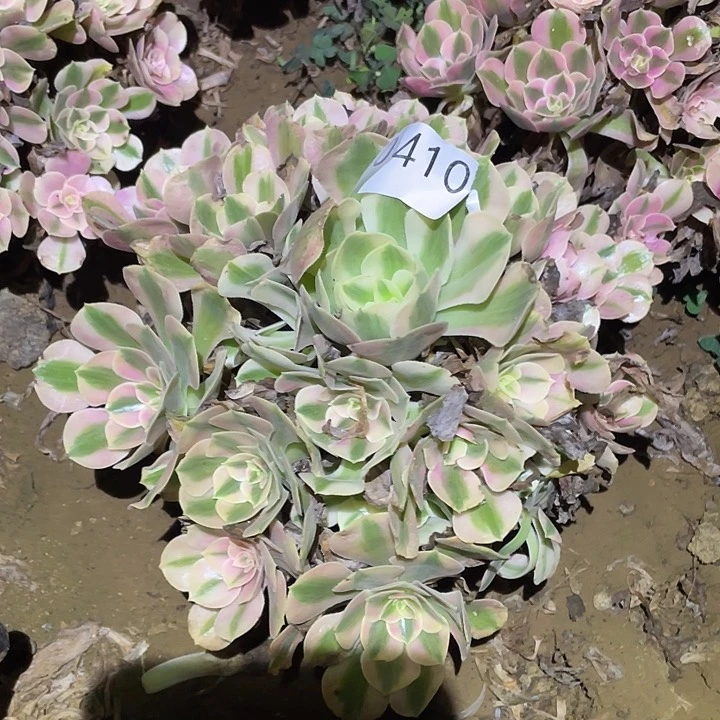 多肉植物法师410女巫
