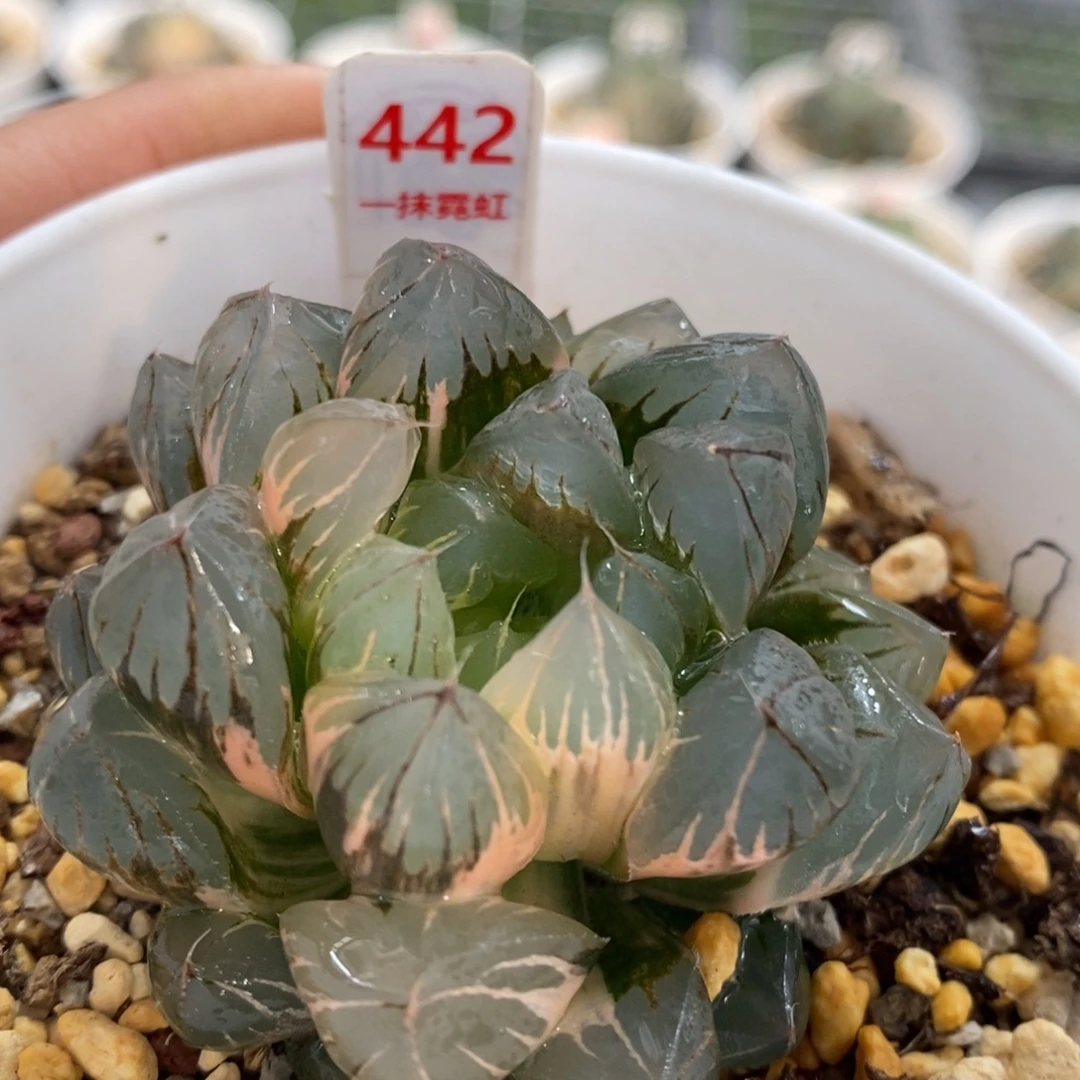 442号水晶x冰川玉露锦