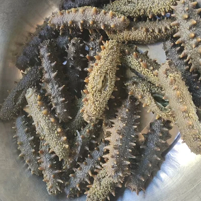 国标特级纯淡干高泡发海参大连干海参无添加干海参70-