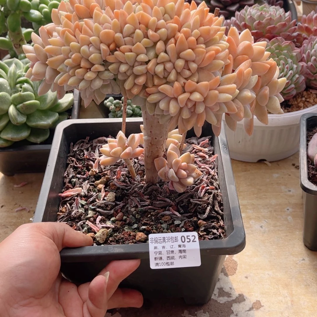 052淡雪缀德华多肉