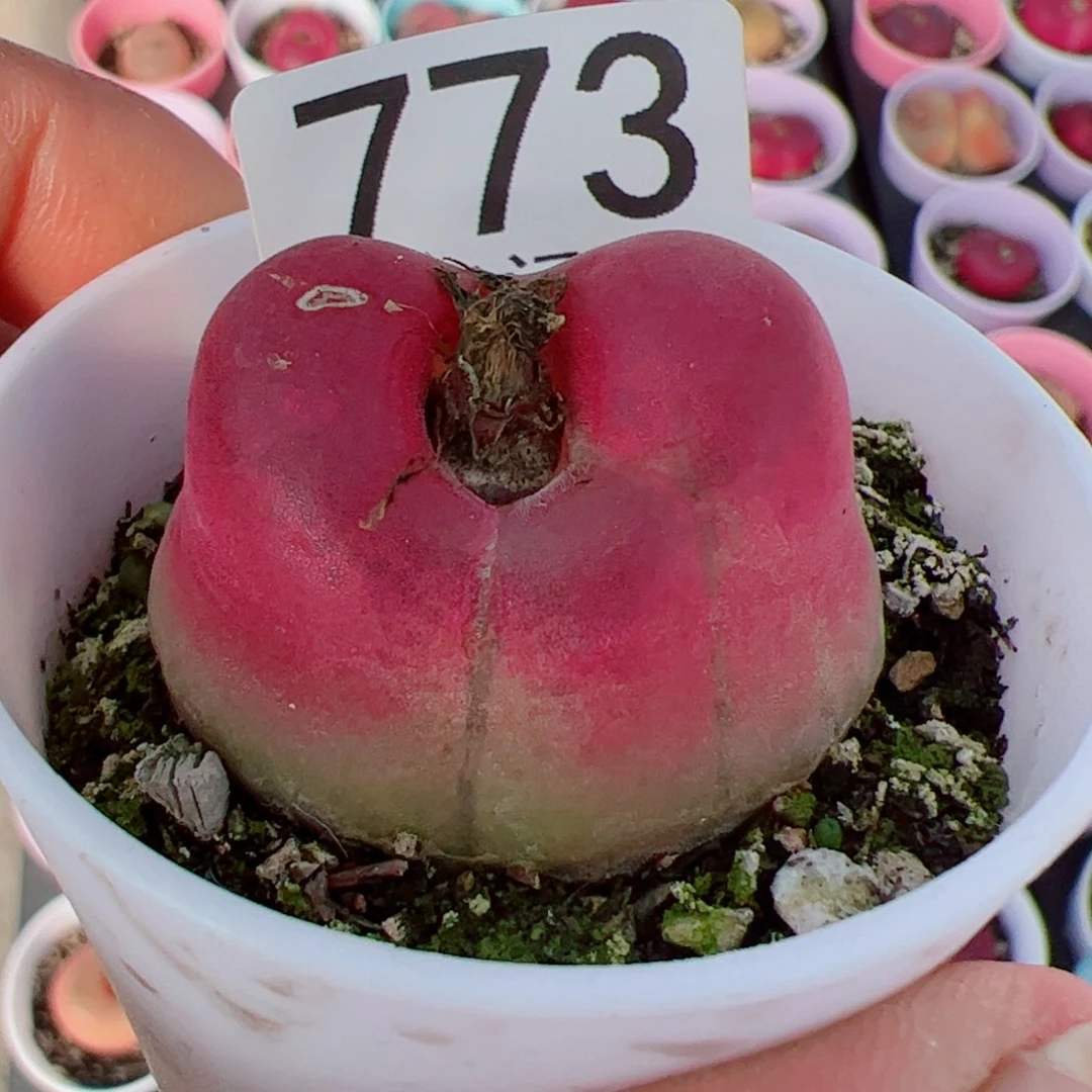 李*事我很喜欢这个A773