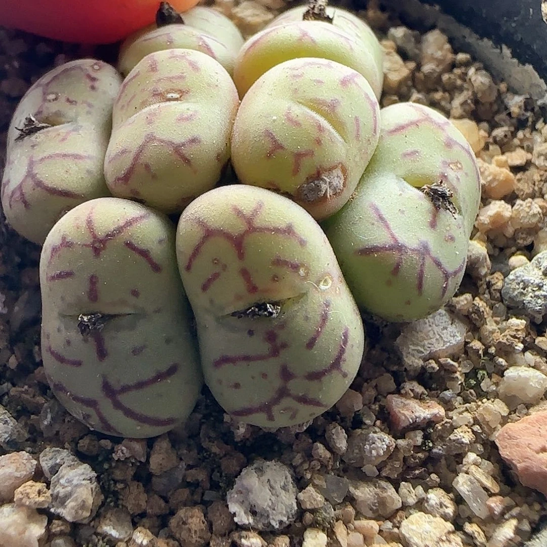 @****@脱土28包邮27313