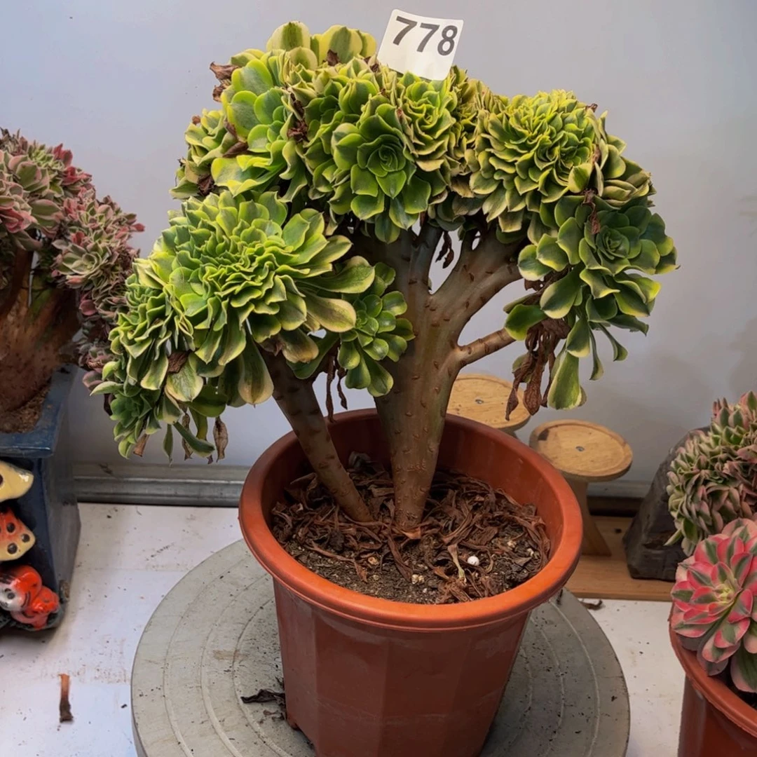 多肉植物绿豆沙缀778
