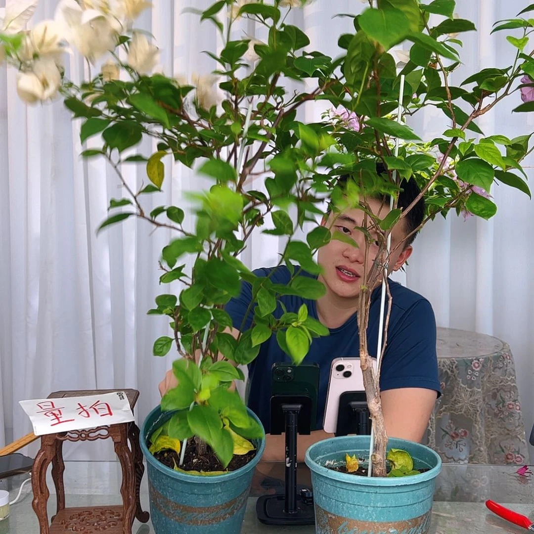 当前无花栽培后可以开花苏瓦那带竹一颗