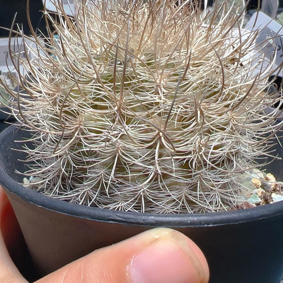 7282混乱玉实生裸根发