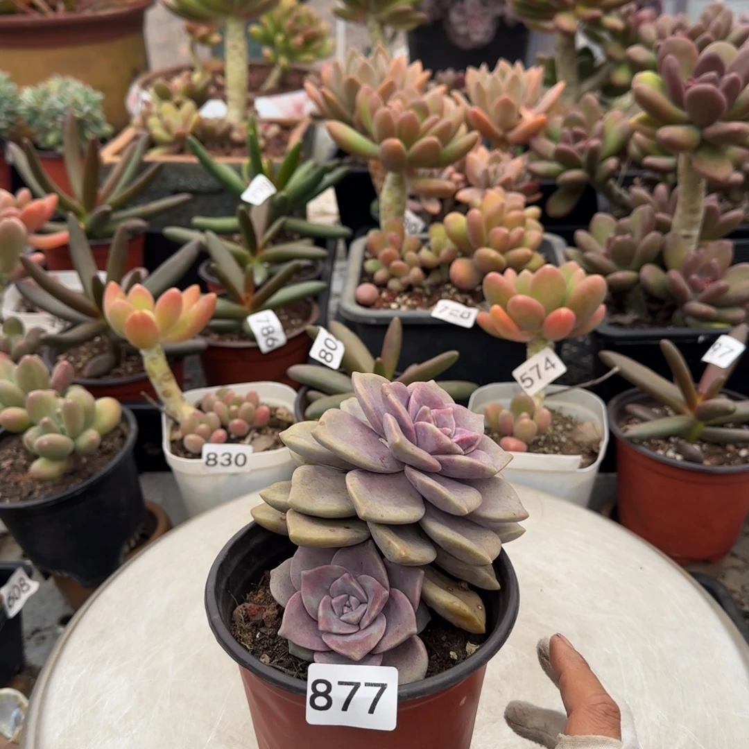 877号一物一拍一物一拍