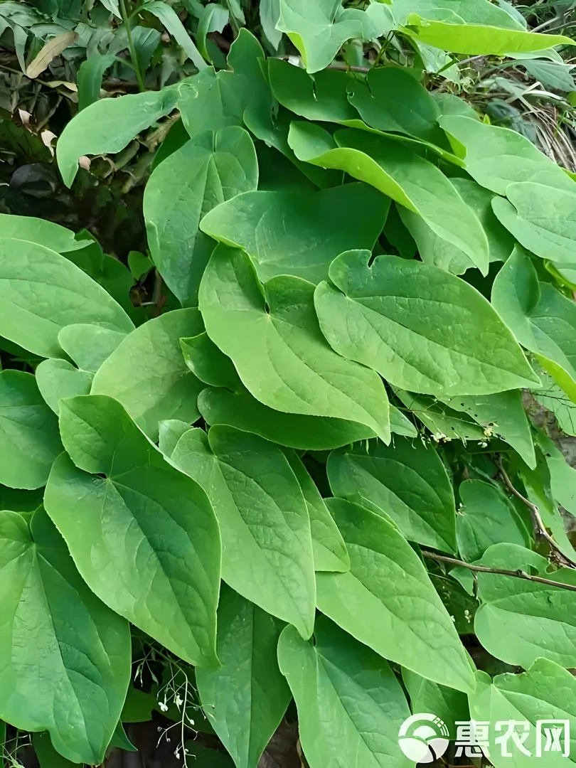 乡村代卖【秦岭深山农户采摘 淫羊藿 泡酒泡水煮水】商洛深山土特产