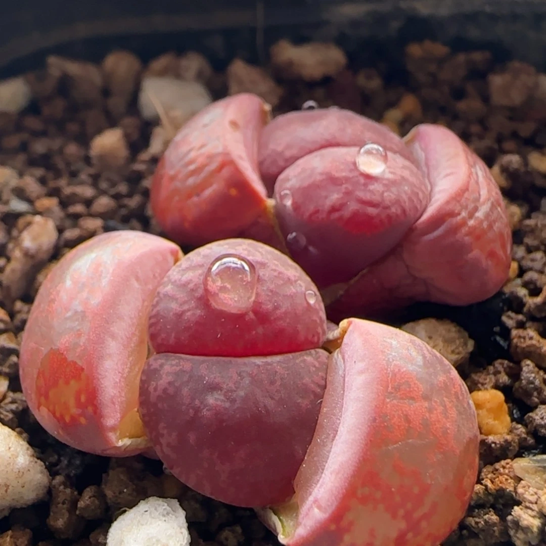 【闪购商品】7662