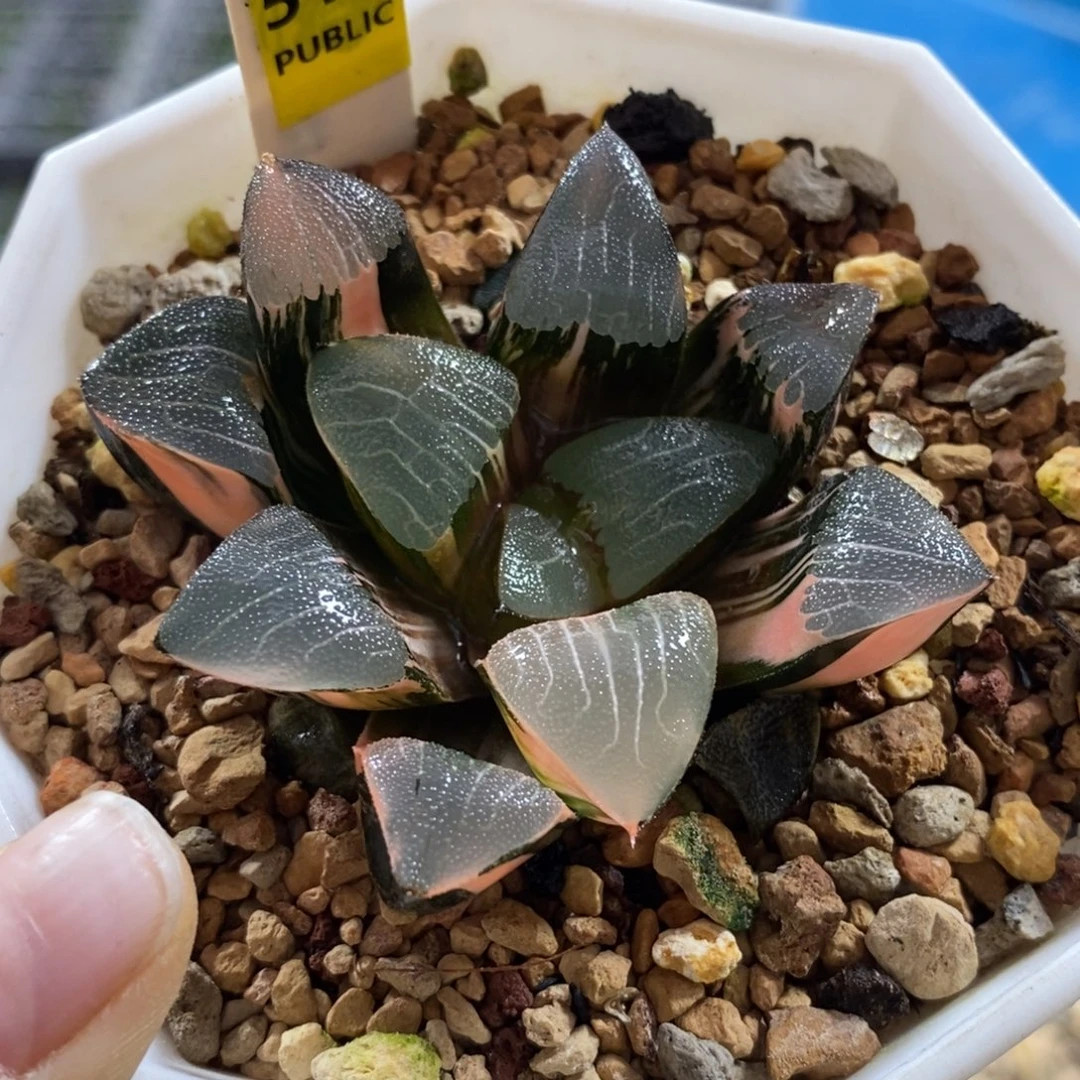 514和田玉克锦一物一图
