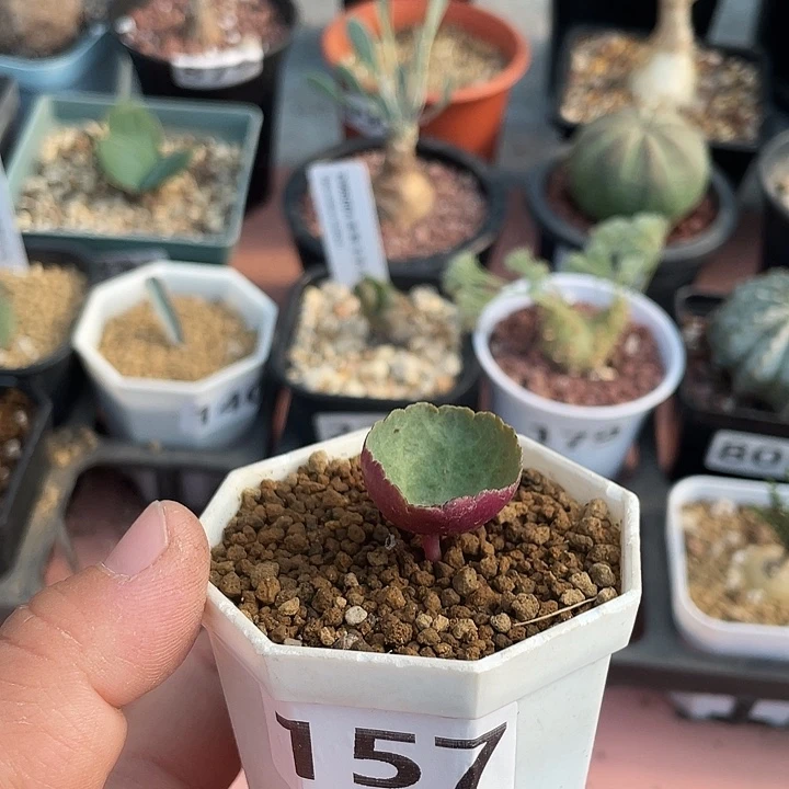 157小雨伞块根植物