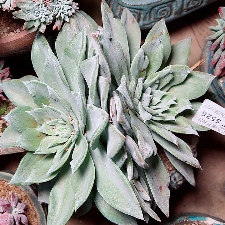 5526大圆叶仙女杯多肉