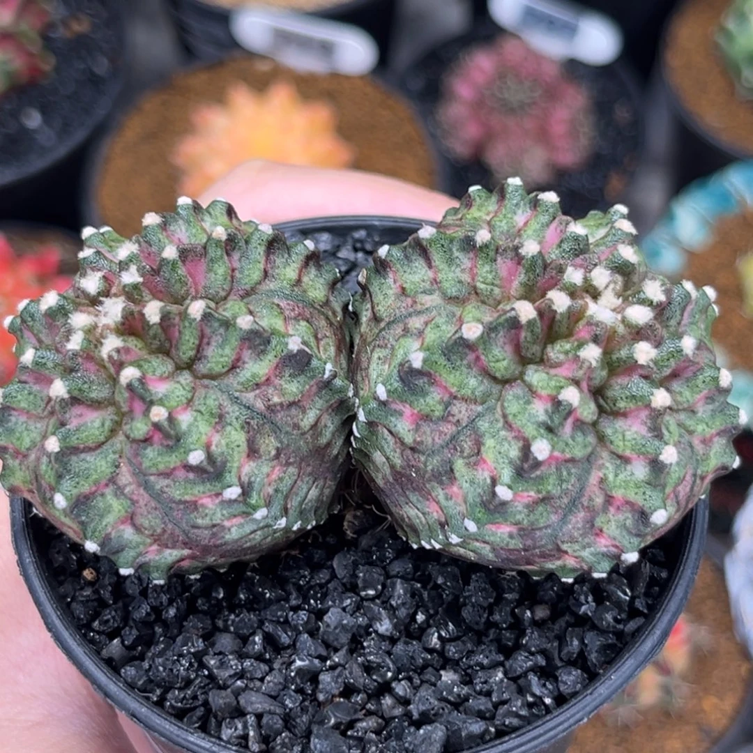 双头海神 米哈仙人球