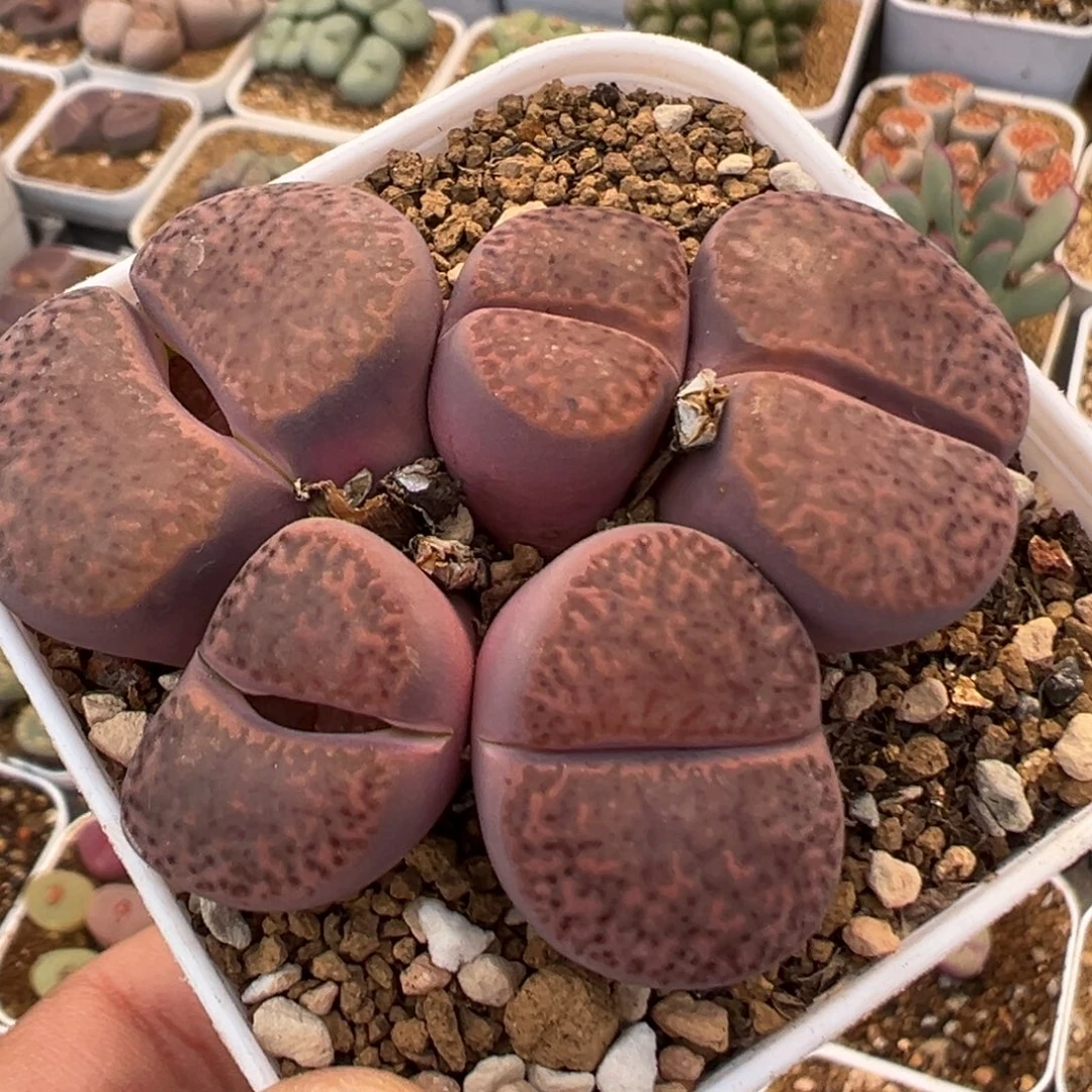 304多肉植物百科植物