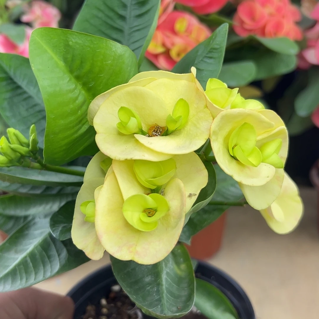 金玉良缘泰国大花虎刺梅