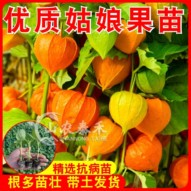 东北大红姑娘果苗树锦灯笼果苗树特甜大果黄红菇娘果苗洋姑娘果苗