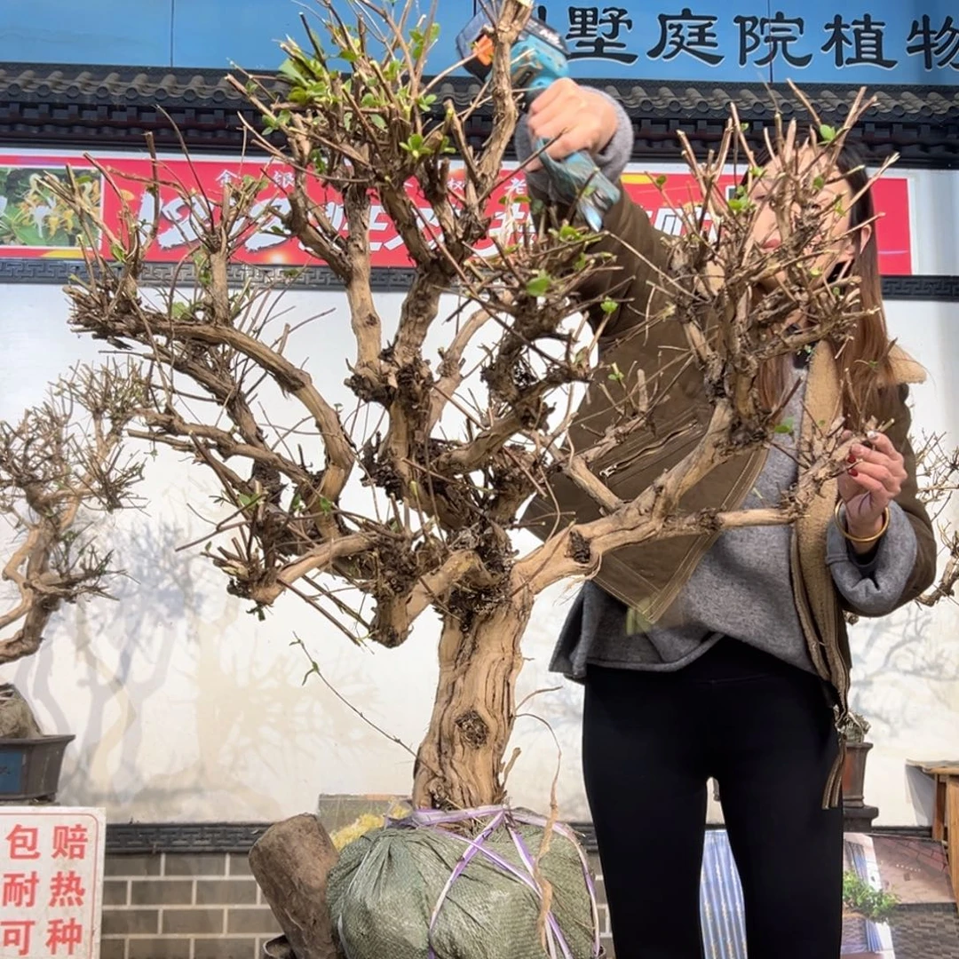 无花朵金银花5888855558888