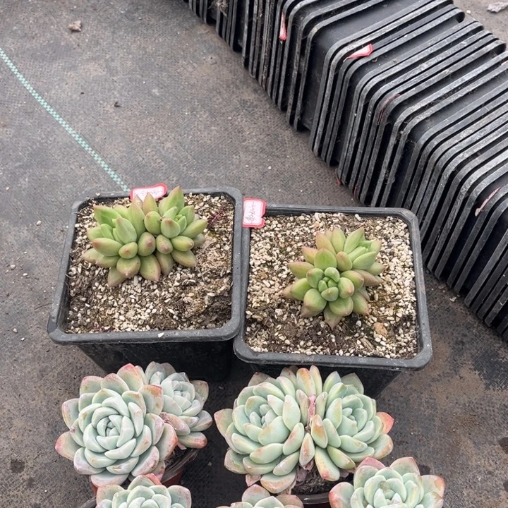 @***迷冰玉5颗双头冰激淋双头两颗